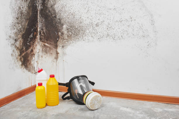 Best Kitchen Mold Remediation in Lumberton, NC