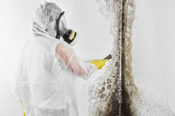 Best Mold Testing and Inspection Services in Lumberton, NC