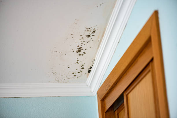Professional Mold Remediation in Lumberton, NC