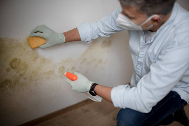 Best White Mold Remediation in Lumberton, NC