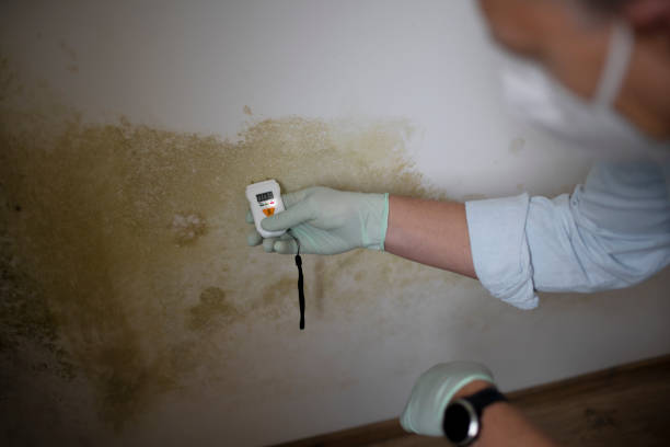 Best Insurance-Related Mold Remediation in Lumberton, NC